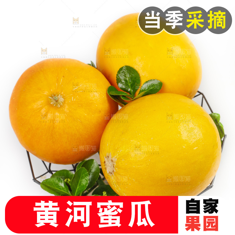 白底上的黄河蜜瓜