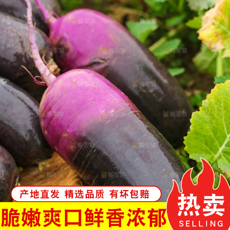 地里的冰淇凌萝卜