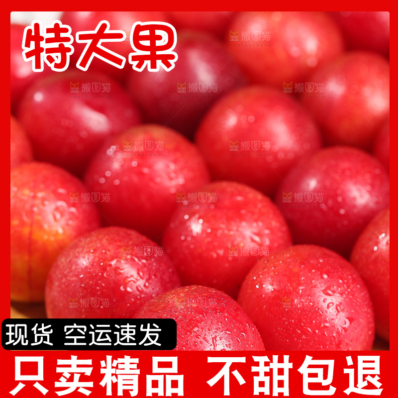 浅底上的樱桃李