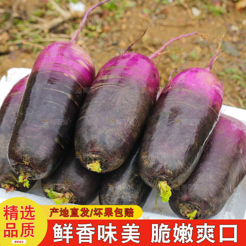 地里的冰淇凌萝卜