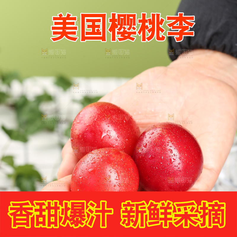 浅底上的樱桃李