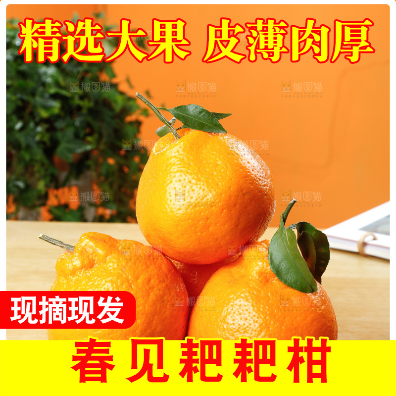 深底上的春见耙耙柑