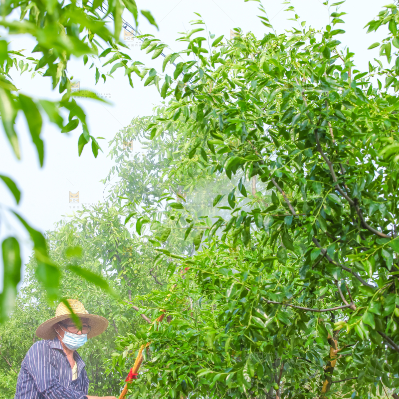 一大片枣树