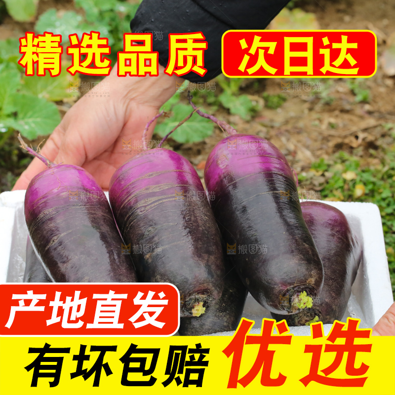 地里的冰淇凌萝卜