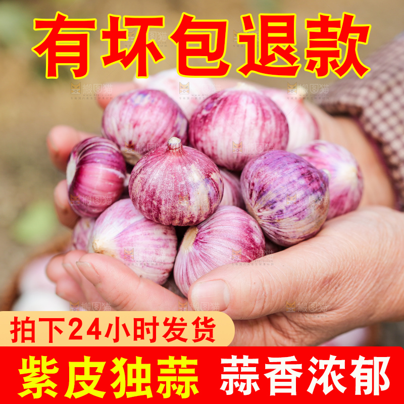 手里拿着紫皮独头蒜