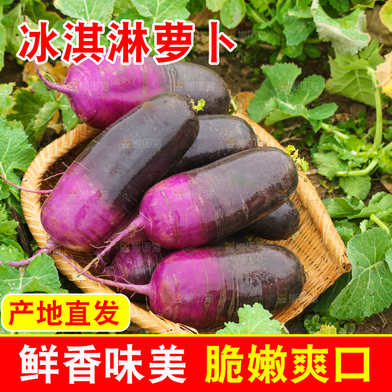 地里的冰淇凌萝卜