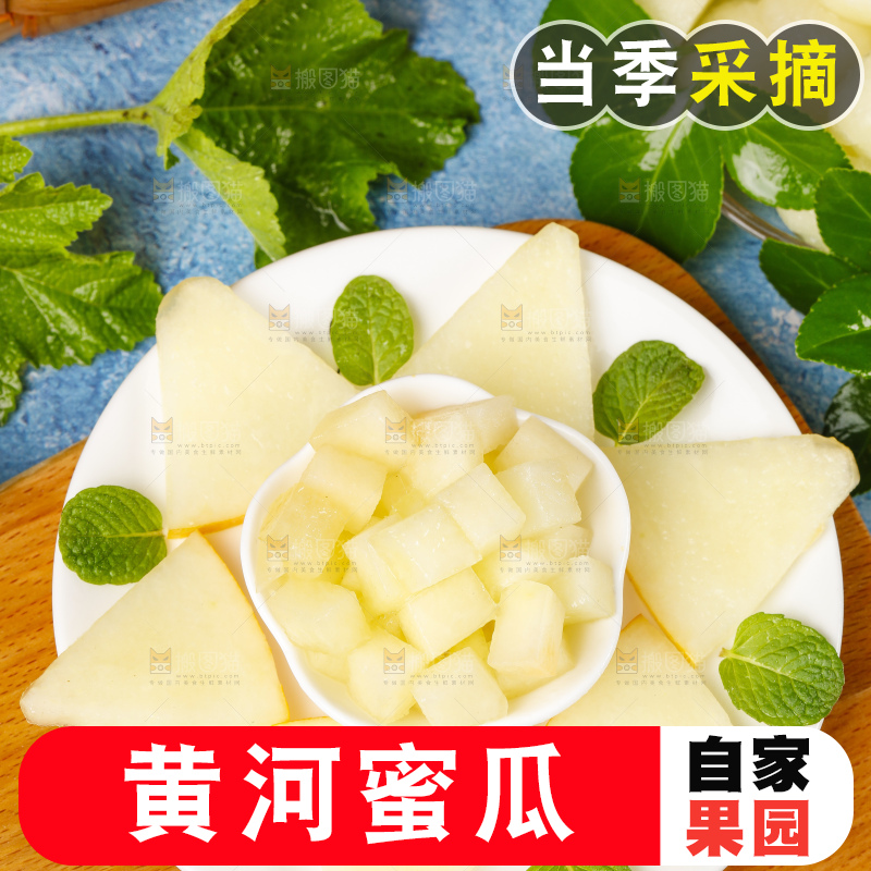 浅底上的黄河蜜瓜
