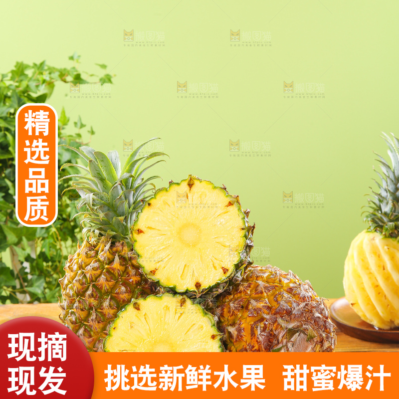 浅底上的徐闻菠萝