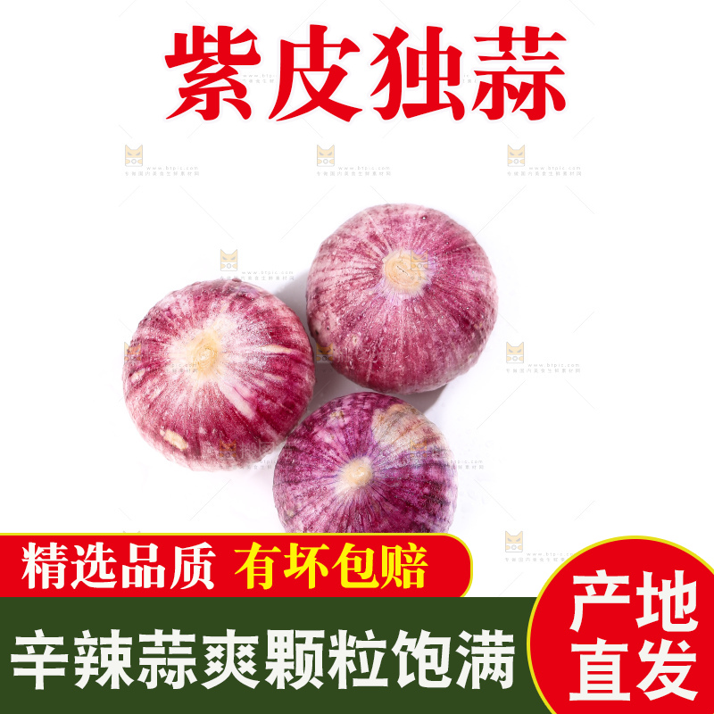 白底上的紫皮独头蒜