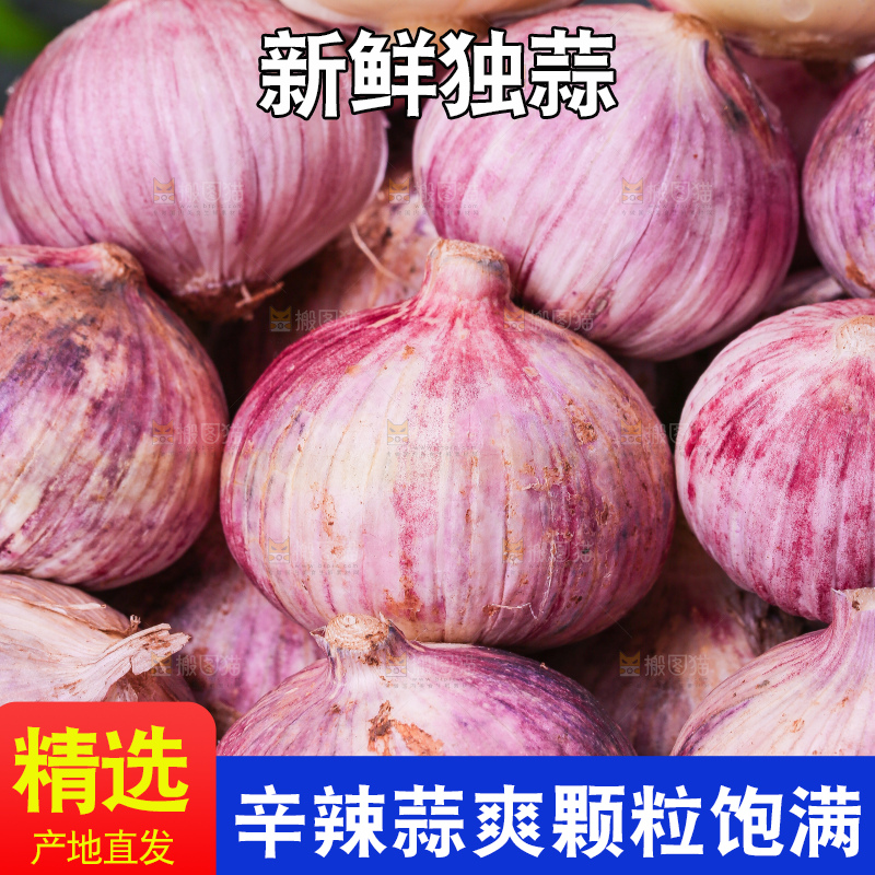 深底上的紫皮独蒜