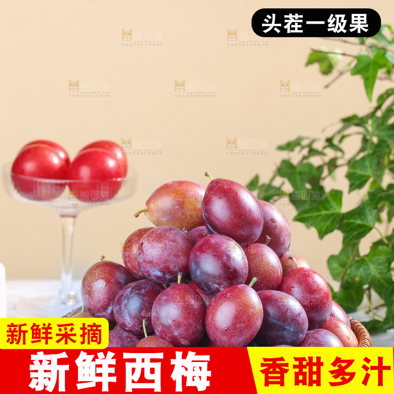 浅底上的澳洲西梅