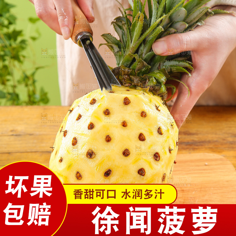 浅底上的徐闻菠萝