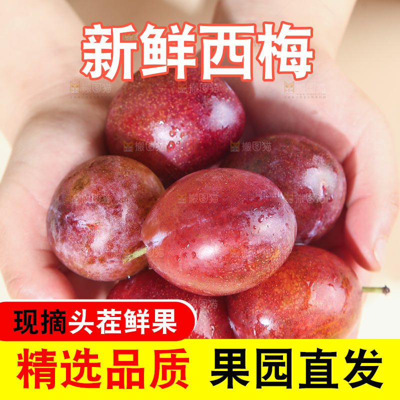浅底上的澳洲西梅