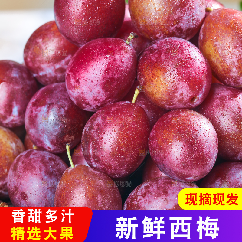 浅底上的澳洲西梅