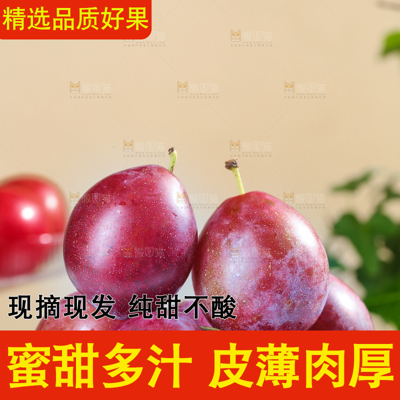 浅底上的澳洲西梅