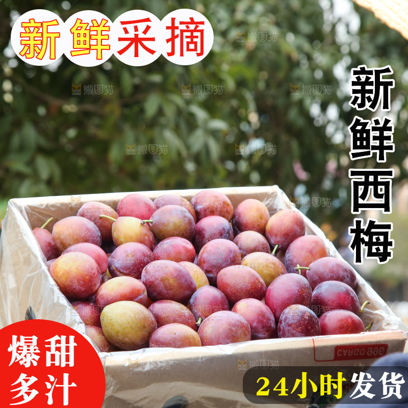 手里拿着澳洲西梅