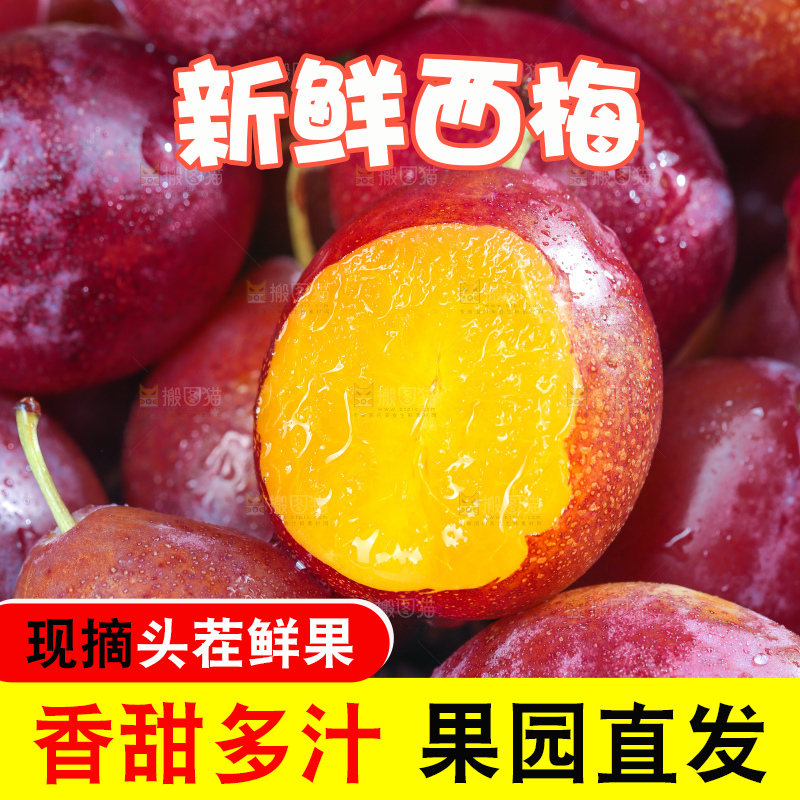 浅底上的澳洲西梅