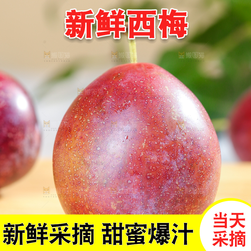 浅底上的澳洲西梅
