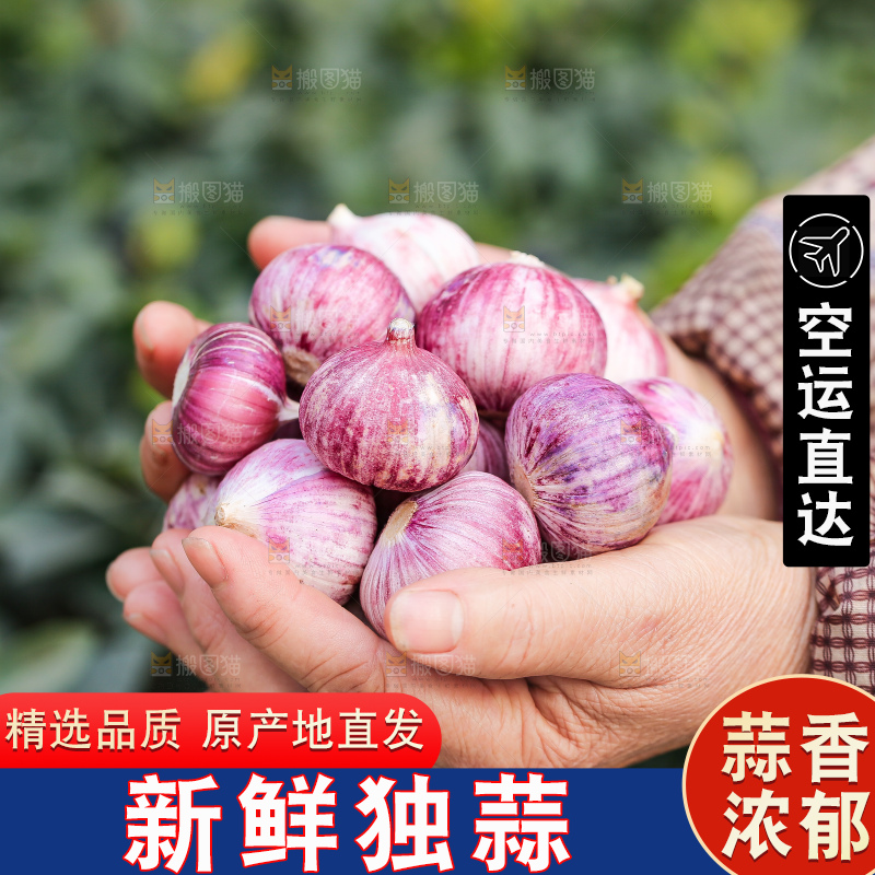 手里拿着紫皮独头蒜