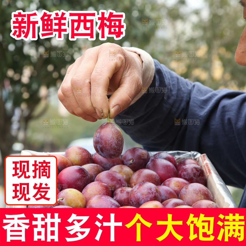 手里拿着澳洲西梅