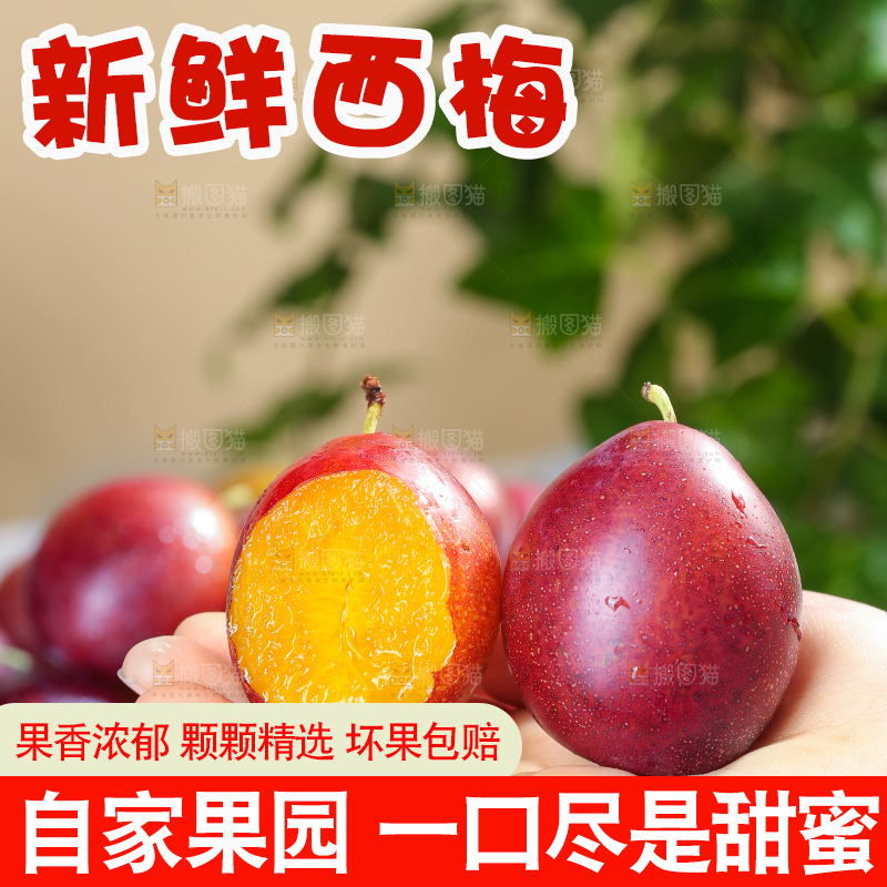 浅底上的澳洲西梅