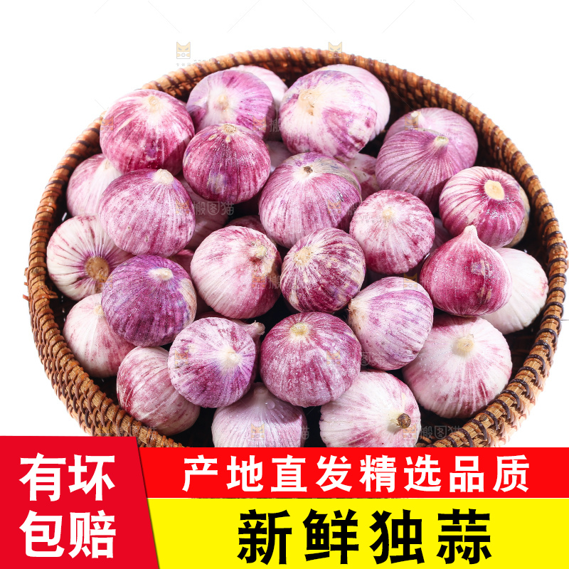 白底上的紫皮独头蒜