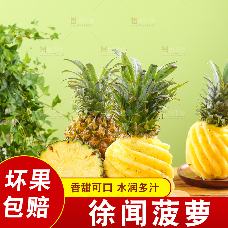 浅底上的徐闻菠萝