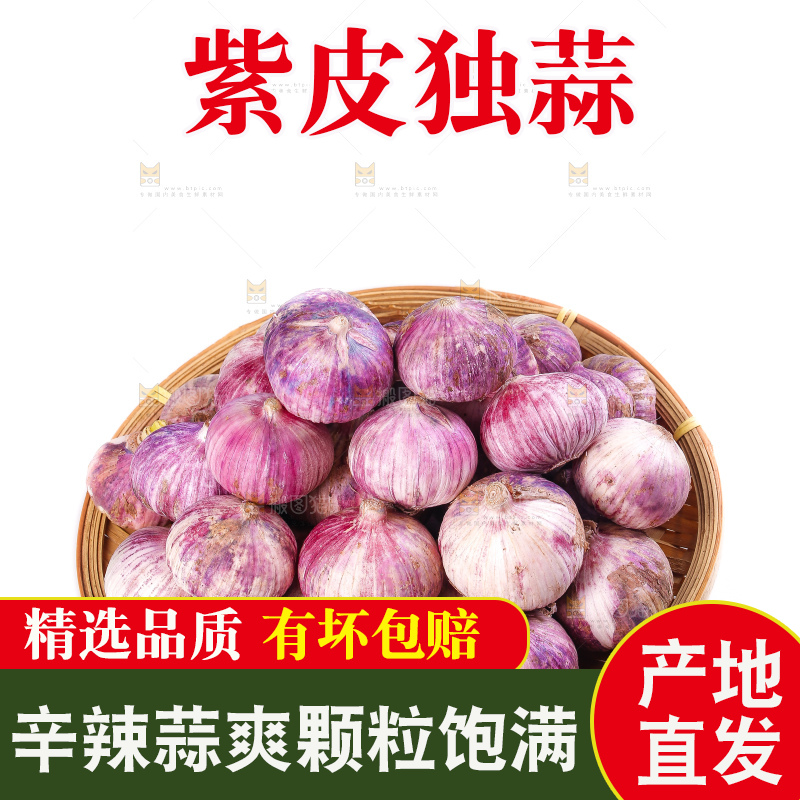 白底上的紫皮独头蒜