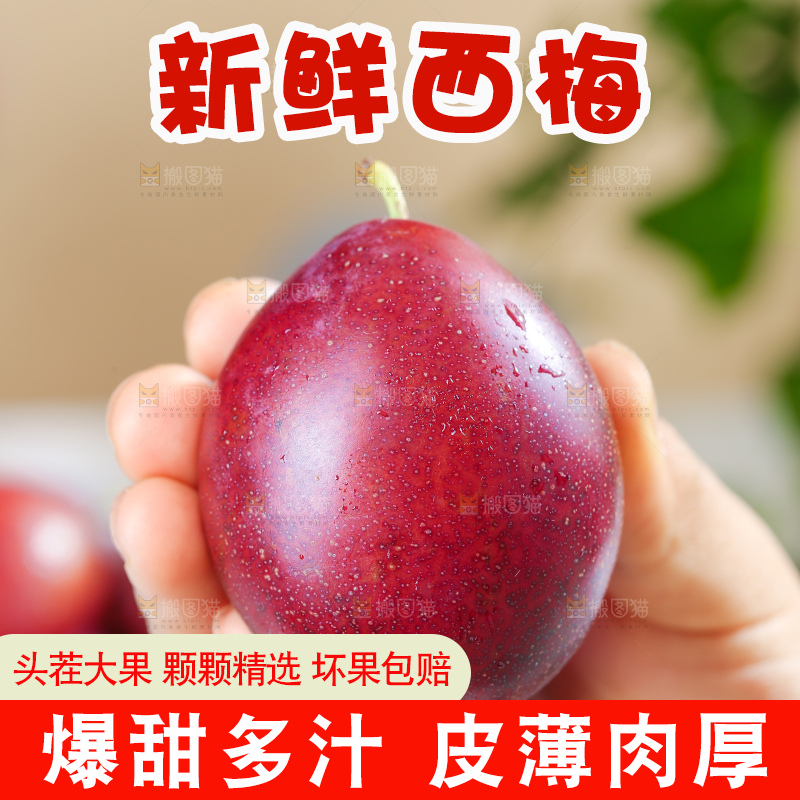 浅底上的澳洲西梅