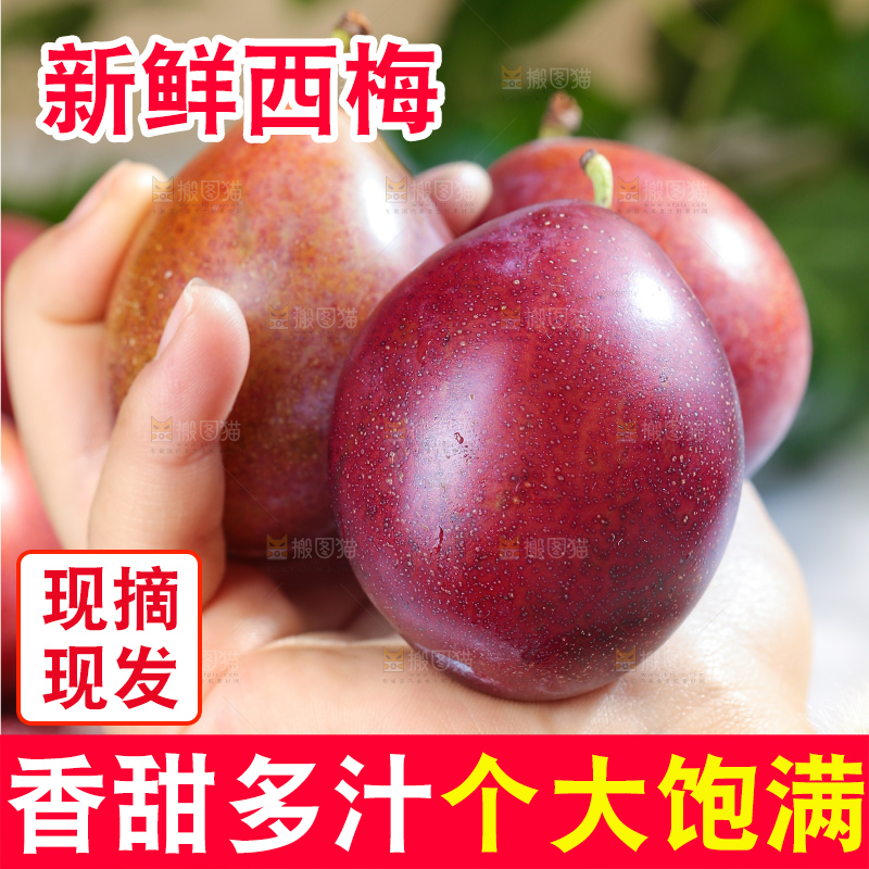 浅底上的澳洲西梅