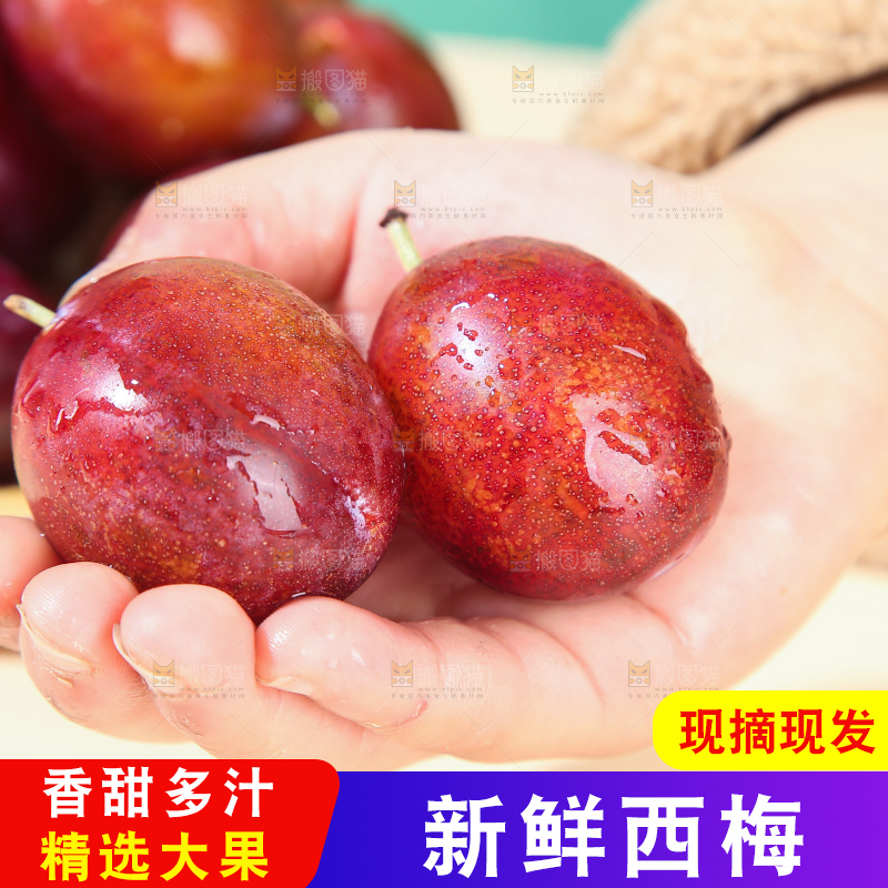 浅底上的澳洲西梅