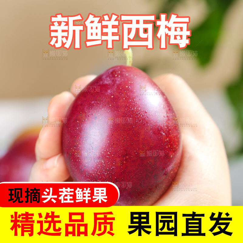 浅底上的澳洲西梅