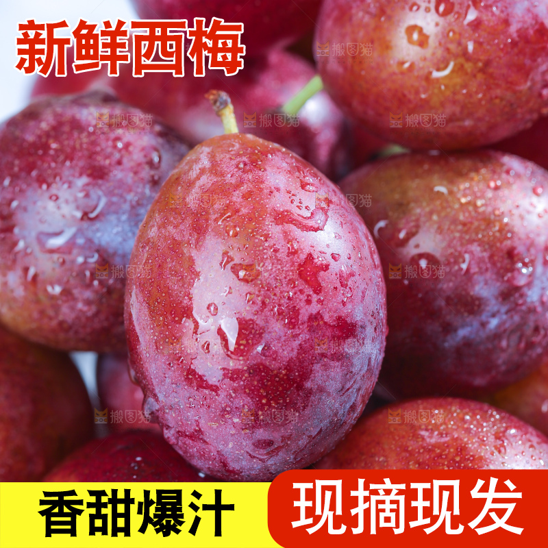 浅底上的澳洲西梅