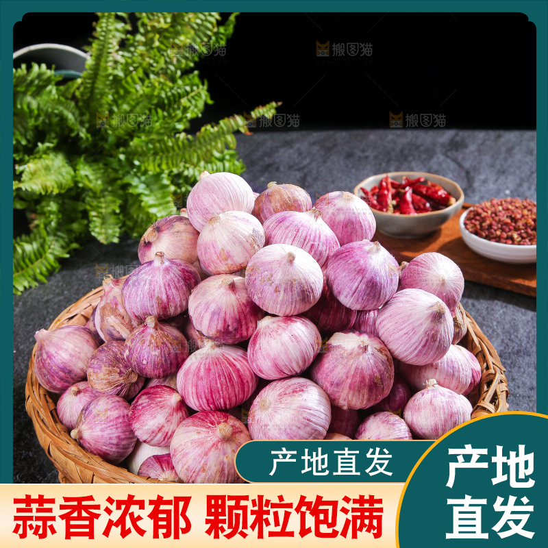 深底上的紫皮独蒜