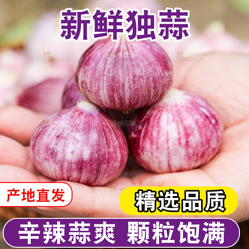手里拿着紫皮独头蒜