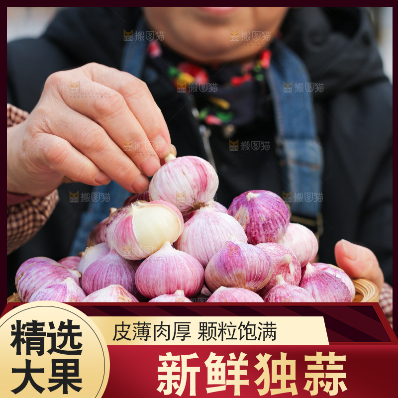 手里拿着紫皮独头蒜