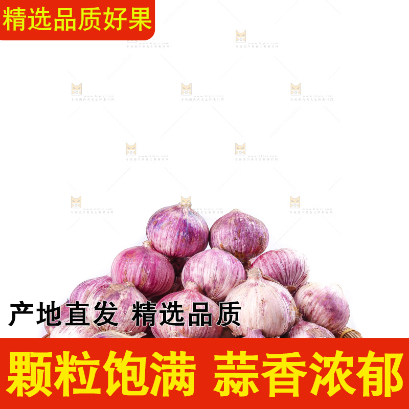 白底上的紫皮独头蒜