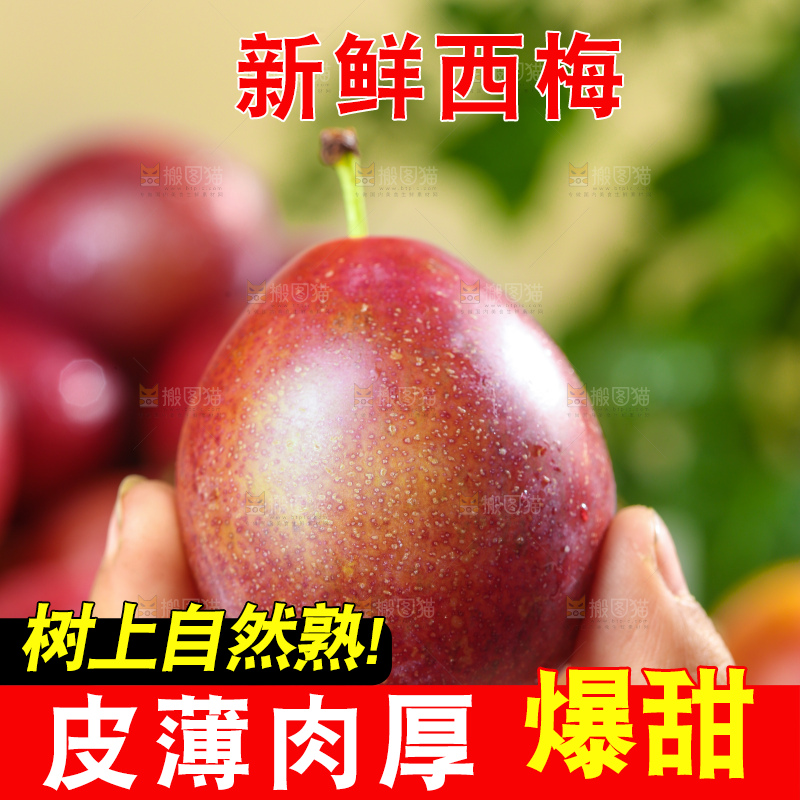 浅底上的澳洲西梅