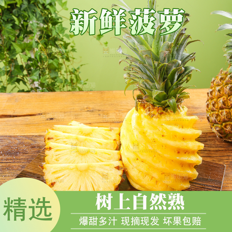 浅底上的徐闻菠萝