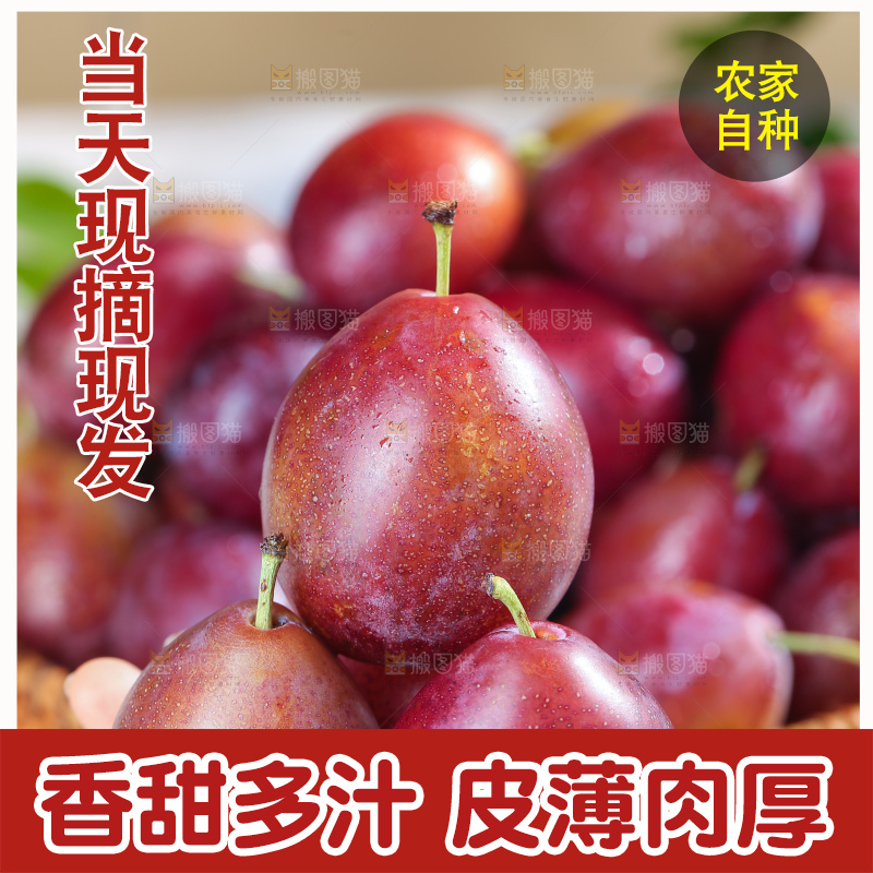浅底上的澳洲西梅