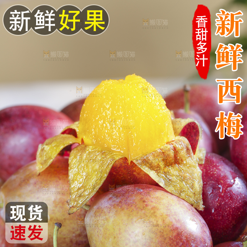 浅底上的澳洲西梅