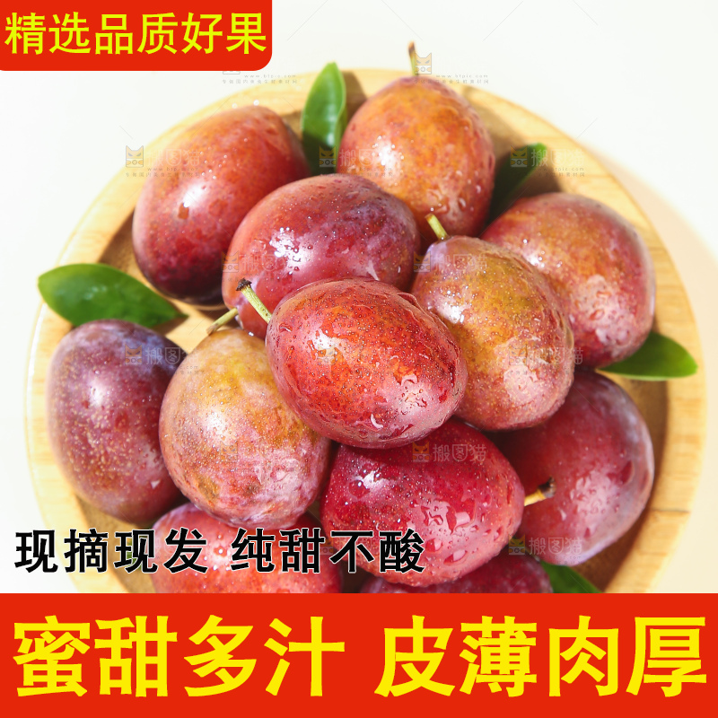 浅底上的澳洲西梅
