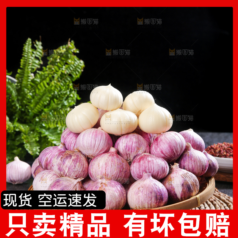 深底上的紫皮独蒜