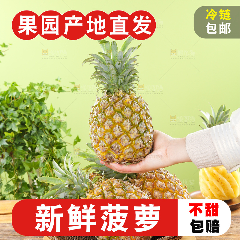浅底上的徐闻菠萝