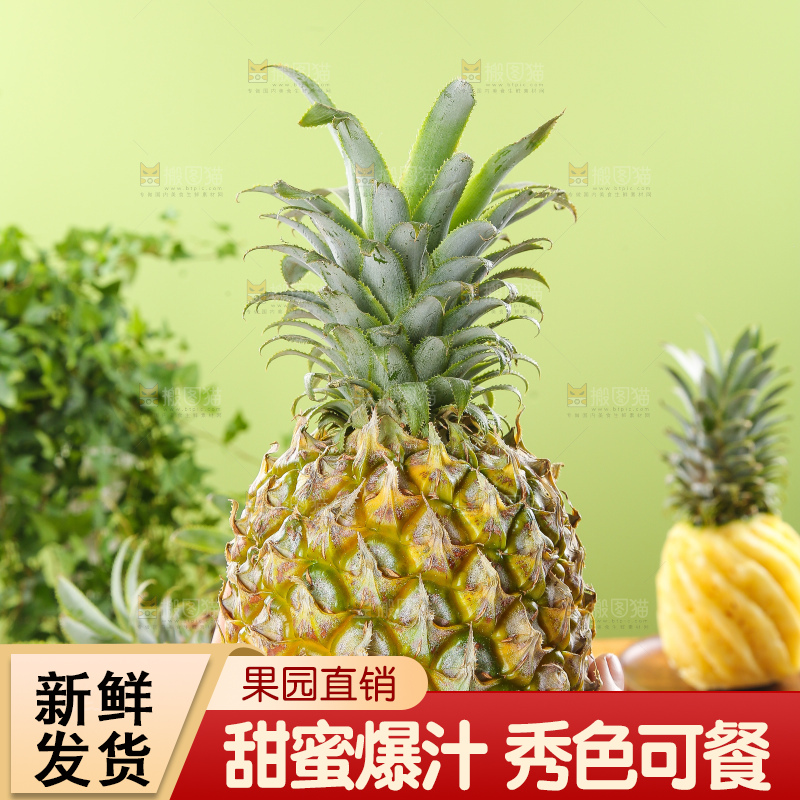 浅底上的徐闻菠萝
