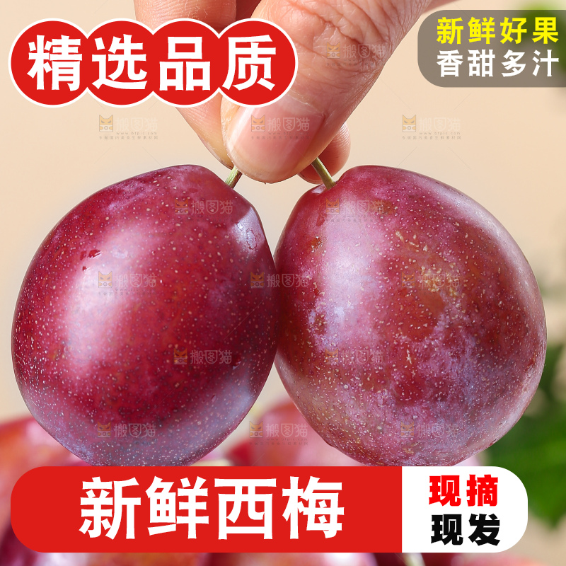 浅底上的澳洲西梅