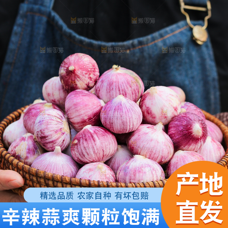 手里拿着紫皮独头蒜