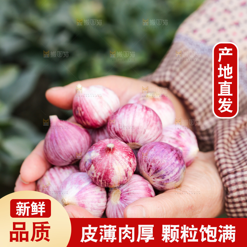 手里拿着紫皮独头蒜