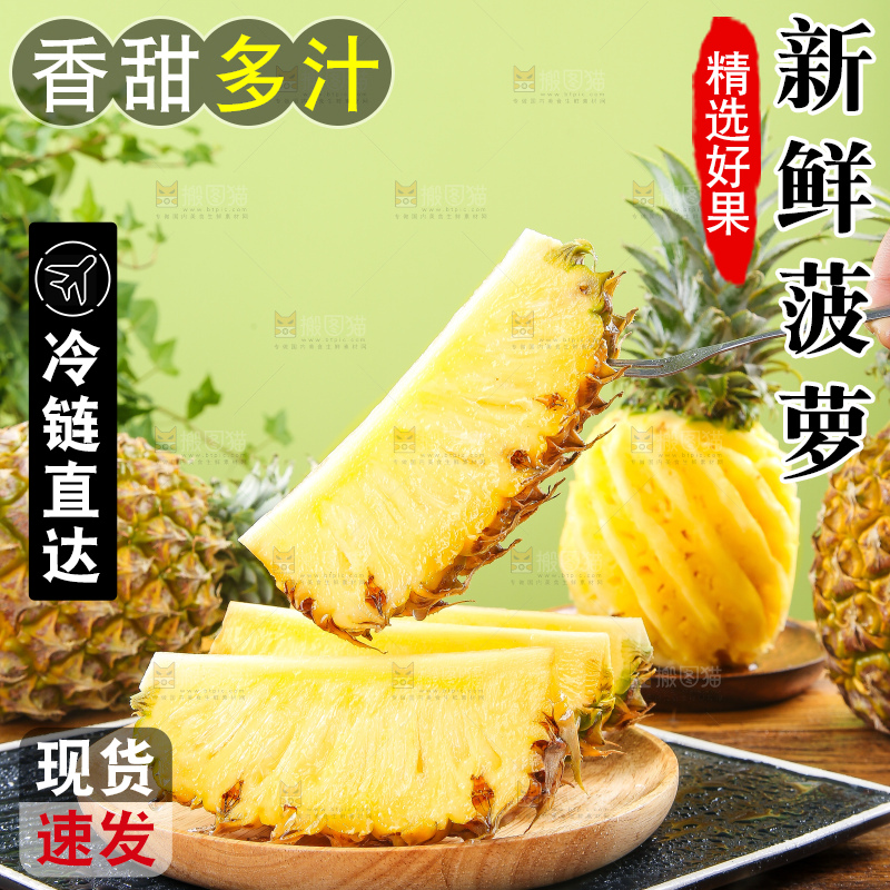 浅底上的徐闻菠萝