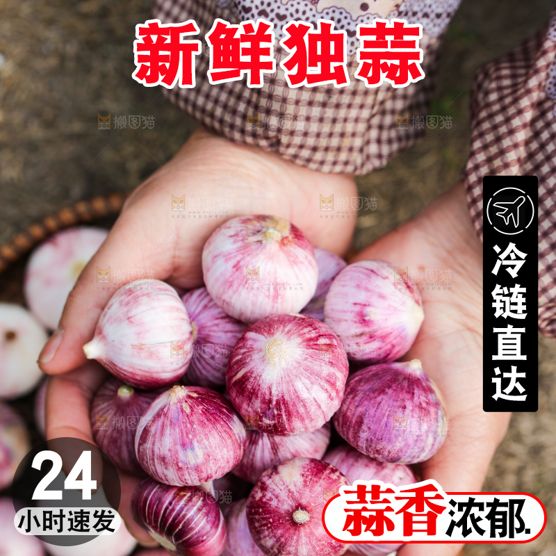 手里拿着紫皮独头蒜
